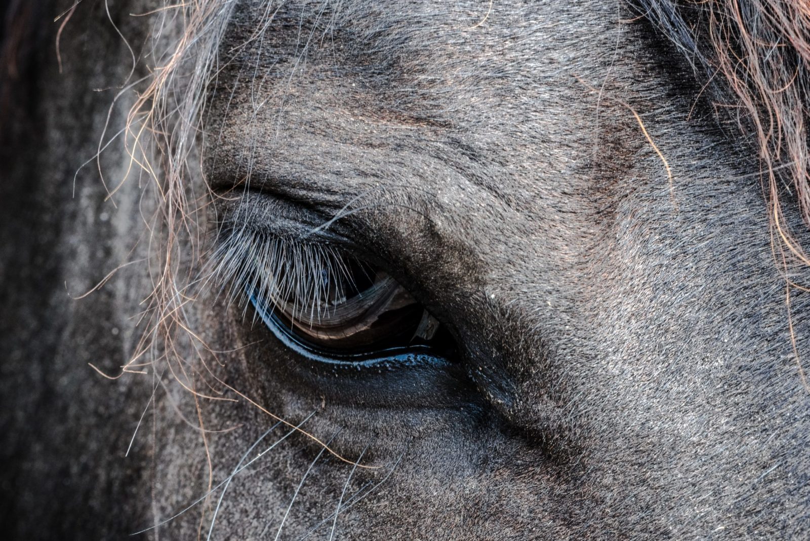 Auge Pferd